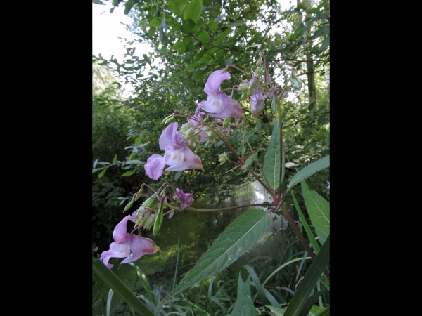 Impatiens glandulifera
Himalayan Balsam (Eng) Reuzenbalsemien (Ned) Drüsiges Springkraut
Trefwoorden: Plant;Balsaminaceae;Bloem;roze
