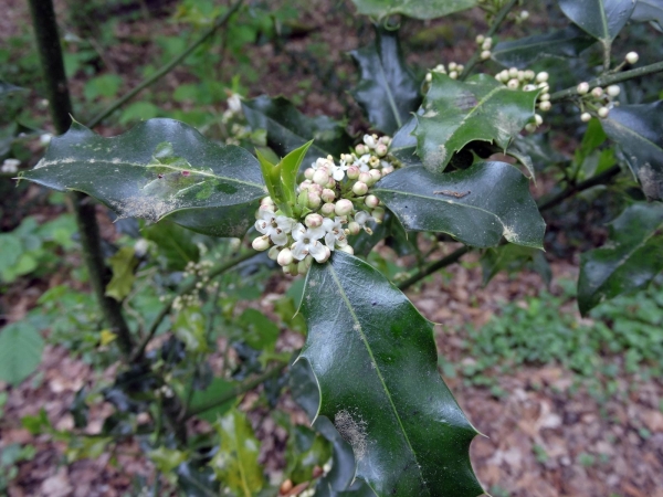 Ilex aquifolium
Holly (eng) Europäische Stechpalme (Ger) Hulst (Ned) - male flowers
Trefwoorden: Aquifoliaceae;Boom;Bloem;wit