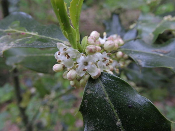 Ilex aquifolium
Holly (eng) Europäische Stechpalme (Ger) Hulst (Ned) - male flowers
Trefwoorden: Plant;Boom;Aquifoliaceae;Bloem;wit
