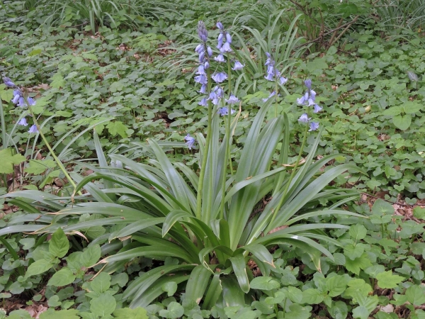 Hyacinthoides non-scripta
Common Bluebell (Eng) Wilde Hyacint, Boshyacint (Ned) Atlantisches Hasenglöckchen (Ger) - broad leaved type
Trefwoorden: Plant;Asparagaceae;Bloem;blauw