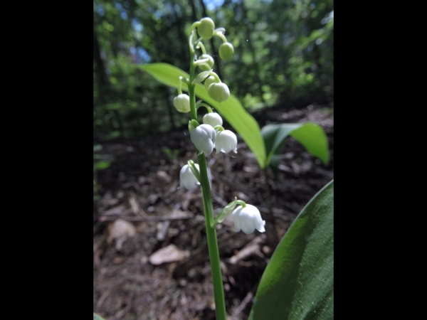 Convallaria majalis
Lily of the Valley (Eng) Lelietje-van-dalen (Ned) Maiglöckchen (Ger)
Trefwoorden: Plant;Asparagaceae;Bloem;wit;bosplant