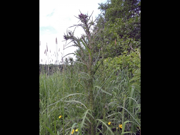 Cirsium palustre
Marsh Thistle (Eng) Sumpf-Kratzdistel (Ger) Kale Jonker (Ned)
Trefwoorden: Plant;Asteraceae;Bloem;rood;purper