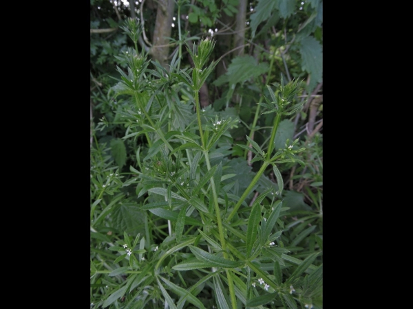 Galium aparine
Cleavers (Eng) Kleefkruid (Ned) Kletten-Labkraut (Ger) 
Trefwoorden: Plant;Rubiaceae;Bloem;wit