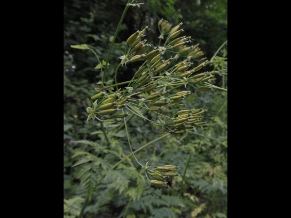 Anthriscus sylvestris
Cow Parsley (Eng) Fluitenkruid (Ned) Wiesen-Kerbel (Ger) 
Trefwoorden: Plant;bermplant;Apiaceae;vrucht
