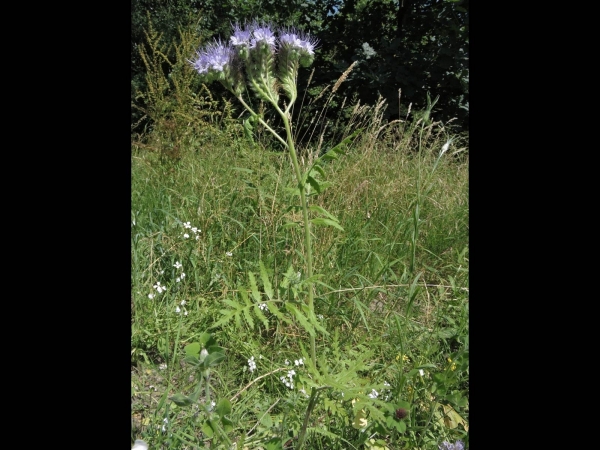 Phacelia tanacetifolia
Lacy Phacelia (Eng) Bijenbrood (Ned) Rainfarn-Phazelie (Ger) 
Trefwoorden: Plant;Boraginaceae;Bloem;blauw