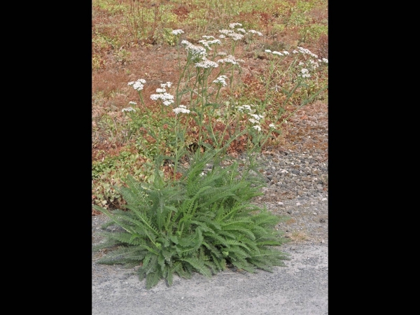 Achillea millefolium
Common Yarrow (Eng) Duizendblad (Ned) Gemeine Schafgarbe (Ger)
Keywords: Plant;Asteraceae;Bloem;wit