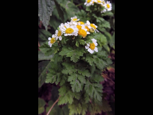 Tanacetum parthenium
Feverfew (Eng) Moederkruid (Ned) Mutterkraut (Ger)
Trefwoorden: Plant;Asteraceae;Bloem;wit;geel;tuinplant