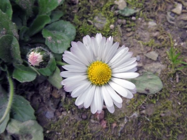 Bellis perennis
Lawn Daisy (Eng) Madeliefje (Ned) Gänseblümchen (Ger)
Trefwoorden: Plant;Asteraceae;Bloem;wit