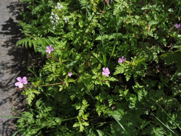 Geranium robertianum
Herb-Robert (Eng) Groot robertskruid (Ned) Ruprechtskraut (Ger) 
Trefwoorden: Plant;Geraniaceae;Bloem;roze