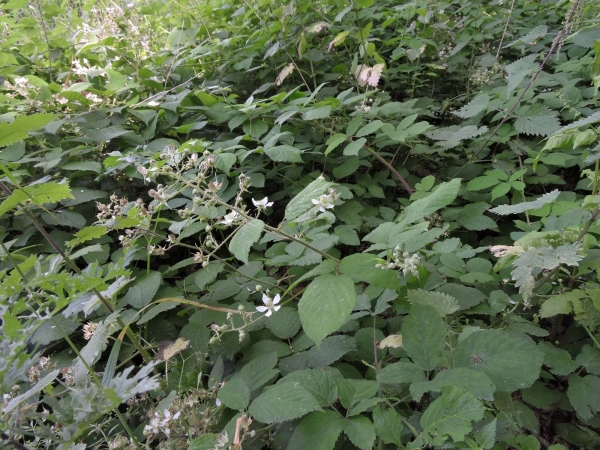 Rubus fruticosus
European Blackberry (Eng) Gewone Braam, Bosbraam (Ned) Brombeere (Ger)
Trefwoorden: Plant;Rosaceae;Bloem;wit;roze