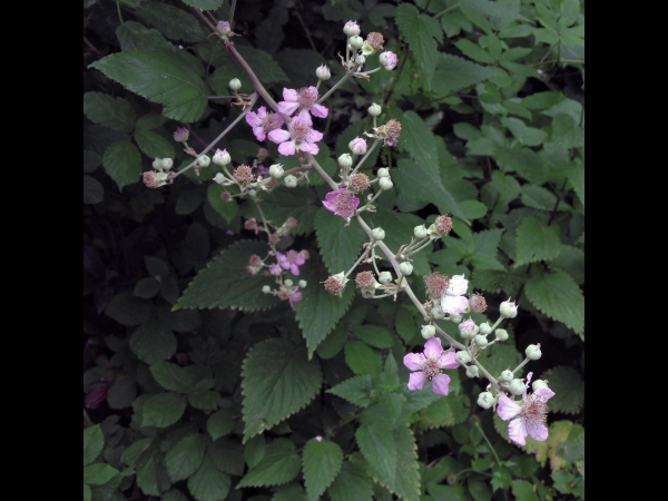 Rubus fruticosus
European Blackberry (Eng) Gewone Braam, Bosbraam (Ned) Brombeere (Ger)
Trefwoorden: Plant;Rosaceae;Bloem;wit;roze