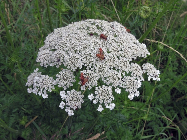 Daucus carota
Wild Carrot (Eng) Wilde Peen (Ned) Möhre (Ger) - with soldier beetles (Cantharis rufa)
Trefwoorden: Plant;Apiaceae;Bloem;wit