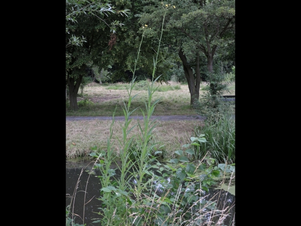 Sonchus palustris
Marsh Sowthistle (Eng) Moerasmelkdistel (Ned) Sumpf-Gänsedistel (Ger)
Trefwoorden: Plant;Asteraceae;Bloem;geel