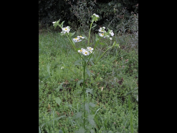 Erigeron annuus
Annual Fleabane (Eng) Zomerfijnstraal (Ned) Feinstrahl (Ger) 
Trefwoorden: Plant;Asteraceae;Bloem;wit