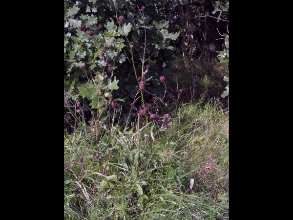 Sanguisorba officinalis
Great Burnet (Eng) Grote Pimpernel (Ned) Großer Wiesenknopf (Ger) 
Trefwoorden: Plant;Rosaceae;Bloem;rood