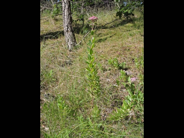 Hylotelephium telephium
Orpine (Eng) Hemelsleutel (Ned) Große Fetthenne (Ger)
Trefwoorden: Plant;Crassulaceae;Bloem;rood;roze