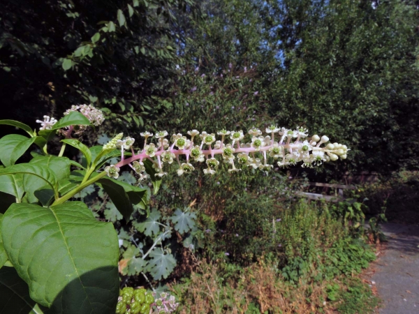 Phytolacca americana
American Pokeweed (Eng) Westerse Karmozijnbes (Ned) Amerikanische Kermesbeere (Ger)
Trefwoorden: Plant;Phytolaccacceae;Bloem;roze;wit