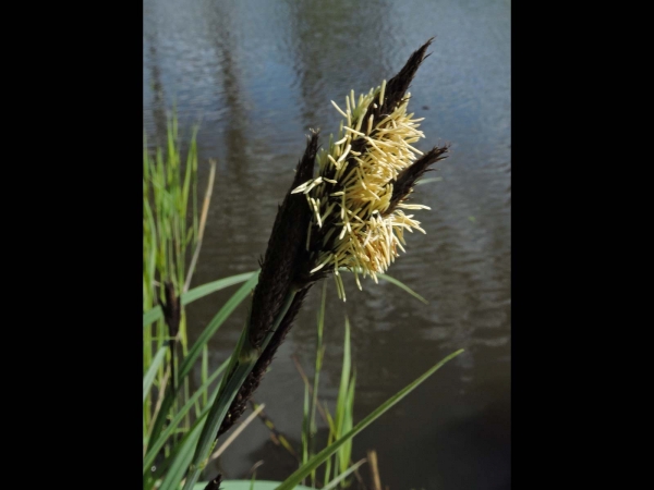 Carex; C. riparia
Greater Pond Sedge (Eng) Oeverzegge (Ned) Ufer-Segge (Ger)
Trefwoorden: Plant;Cyperaceae;Bloem;onopvallend;oeverplant
