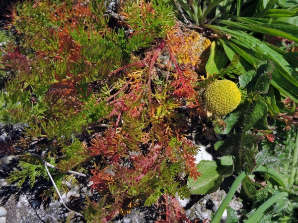 Tripleurospermum maritimum
Scentless Mayweed (Eng) Reukeloze Kamille (Ned) Geruchlose Kamille (Ger) - coastal type
Trefwoorden: Plant;Asteraceae