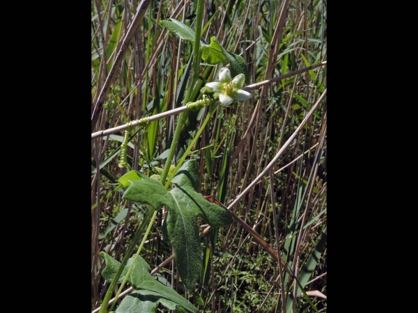 Bryonia dioica
White Bryony, English Mandrake (Eng) Heggenrank (Ned) Rotfrüchtige Zaunrübe (Ger)
Trefwoorden: Plant;Cucurbitaceae;Bloem;wit;groen;klimplant