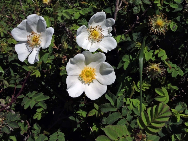 Rosa pimpinellifolia
Burnet Rose (Eng) Duinroos (Ned) Bibernell-Rose (Ger)
Trefwoorden: Plant;Boom;Rosaceae;Bloem;wit;duinplant