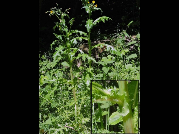 Sonchus asper
Prickly Sow-thistle (Eng) Gekroesde Melkdistel (Ned) Raue Gänsedistel (Ger)
Trefwoorden: Plant;Asteraceae;Bloem;geel