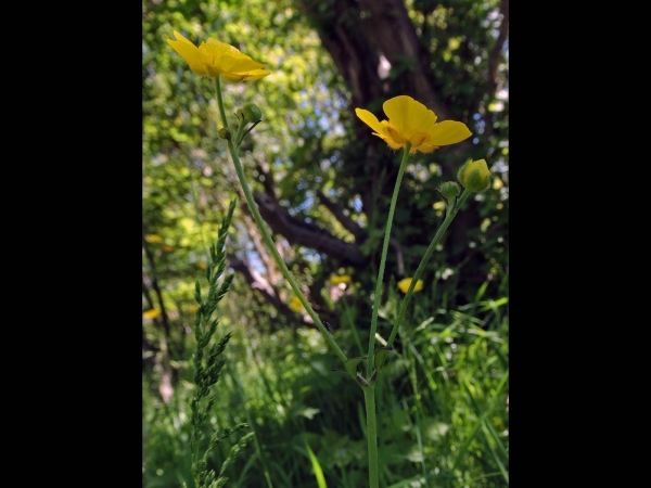 Ranunculus acris
Meadow Buttercup (Eng) Scherpe Boterbloem (Ned) Scharfer Hahnenfuß (Ger)
Trefwoorden: Plant;Ranunculaceae;Bloem;geel