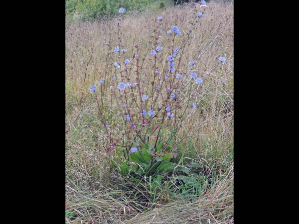 Cichorium intybus
Common Chicory (Eng) Wilde Cichorei (Ned) Gemeine Wegwarte (Ger)
Trefwoorden: Plant;Asteraceae;Bloem;blauw