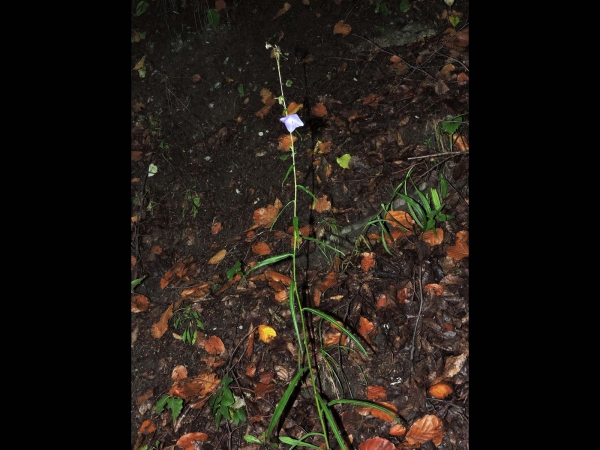 Campanula persicifolia
Peach-leaved bellflower (Eng) Prachtklokje (Ned) Pfirsichblättrige Glockenblume (Ger)
Trefwoorden: Plant;Campanulaceae;Bloem;blauw