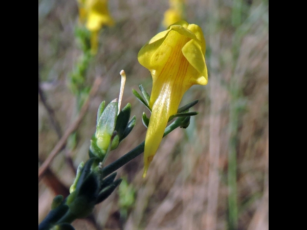 Linaria genistifolia
Toadflax (Eng) Vlasleeuwenbek (Ned) Ginster-Leinkraut (Ger)
Trefwoorden: Plant;Plantaginaceae;Bloem;geel