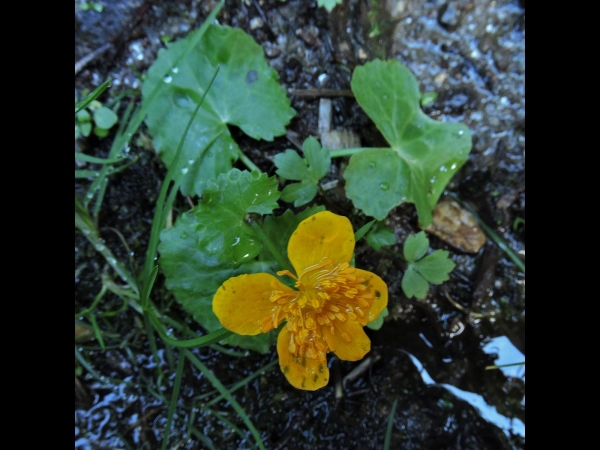 Caltha palustris
Marsh-marigold (Eng) Dotterbloem (Ned) Sumpfdotterblume (Ger)
Keywords: Plant;Ranunculaceae;Bloem;geel