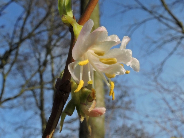 Lonicera fragrantissima
Winter-flowering Honeysuckle (Eng) Winterkamperfoelie (Ned)
Trefwoorden: Plant;struik;Caprifoliaceae;Bloem;wit